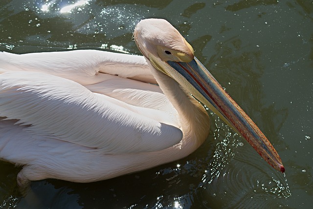 plavání pelikána
