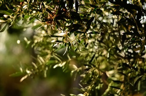 olivy na olivovníku 